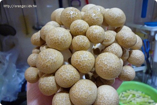 好菇道