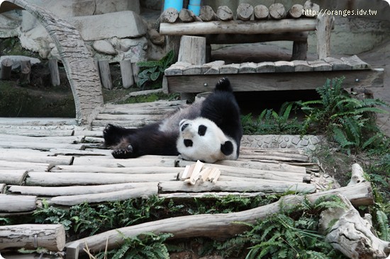 清邁動物園