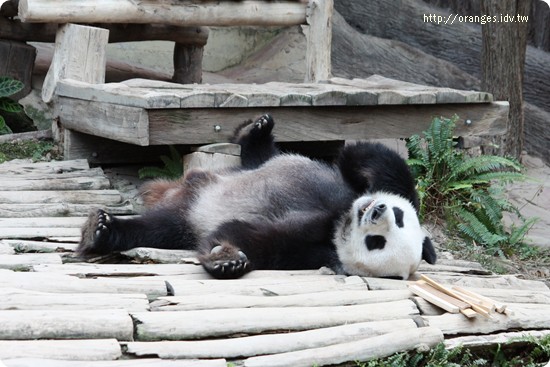 清邁動物園