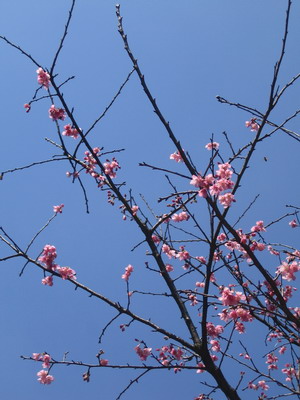 陽明山