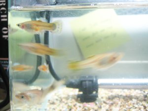魚