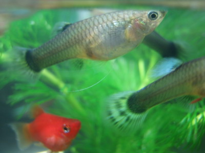 fish